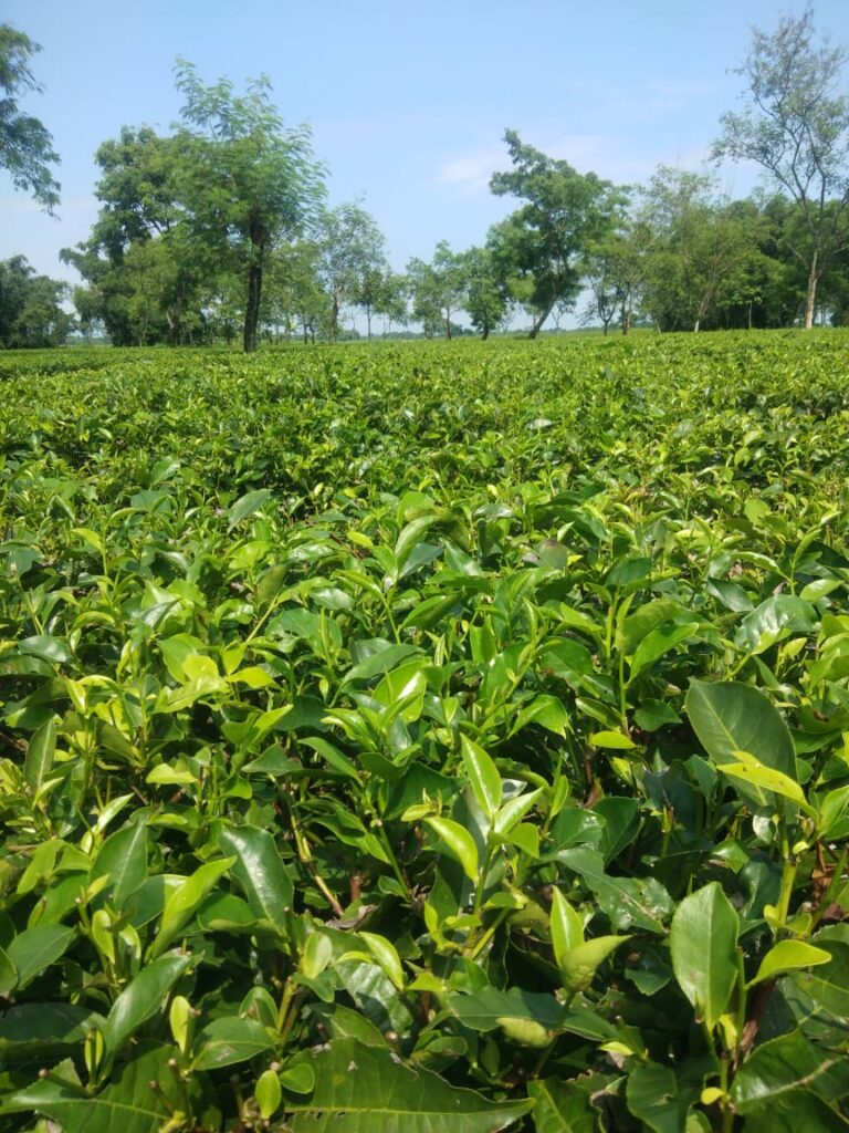 Tea Garden